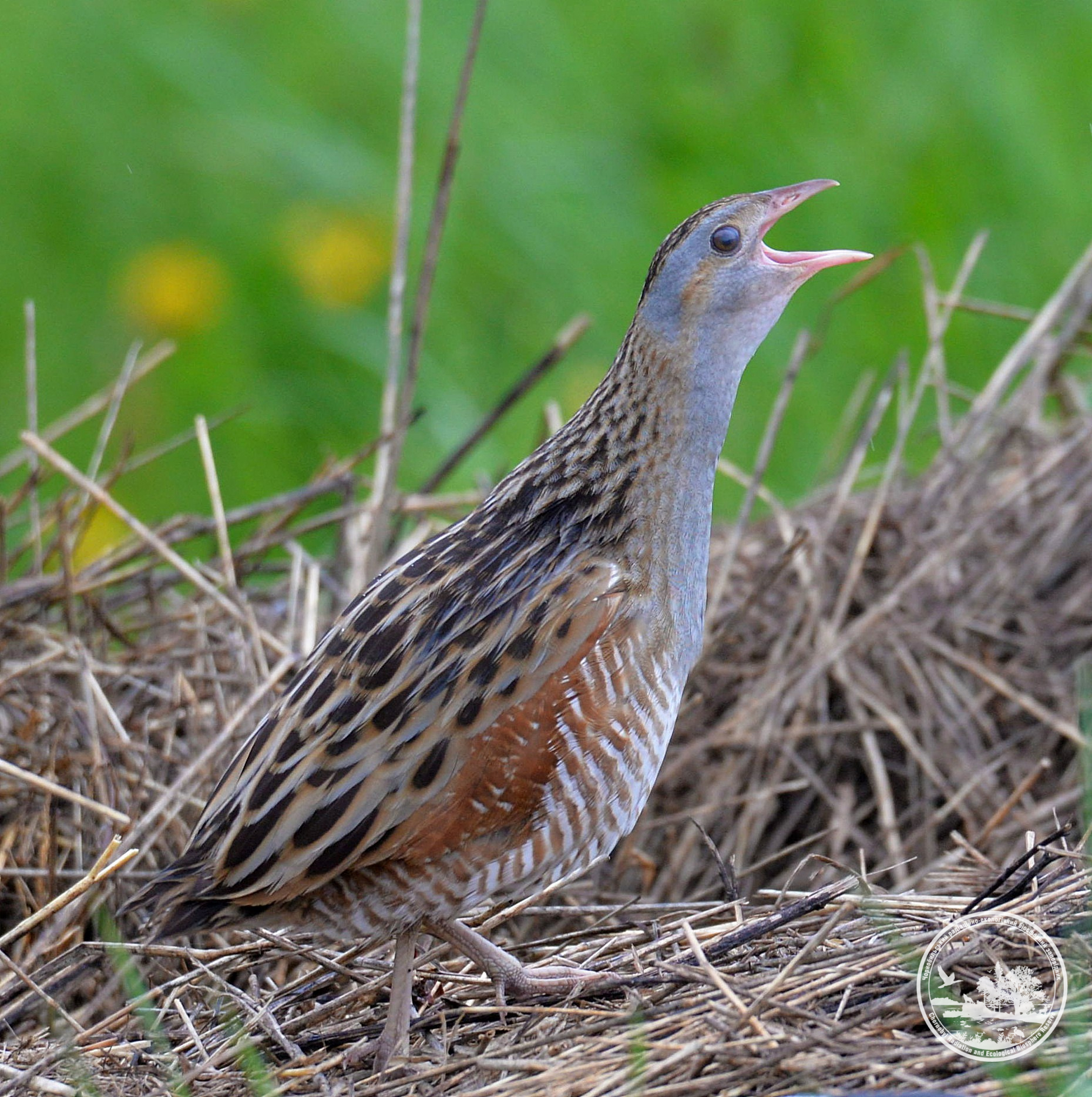 В Чернобыле показали редкую птицу, которая быстро бегает и умело маскируется (фото)