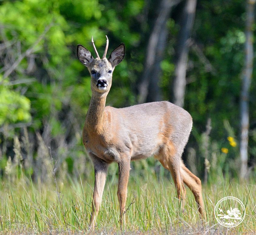 У Чорнобилі показали надзвичайної краси тварину, яка обожнює сіль (фото)