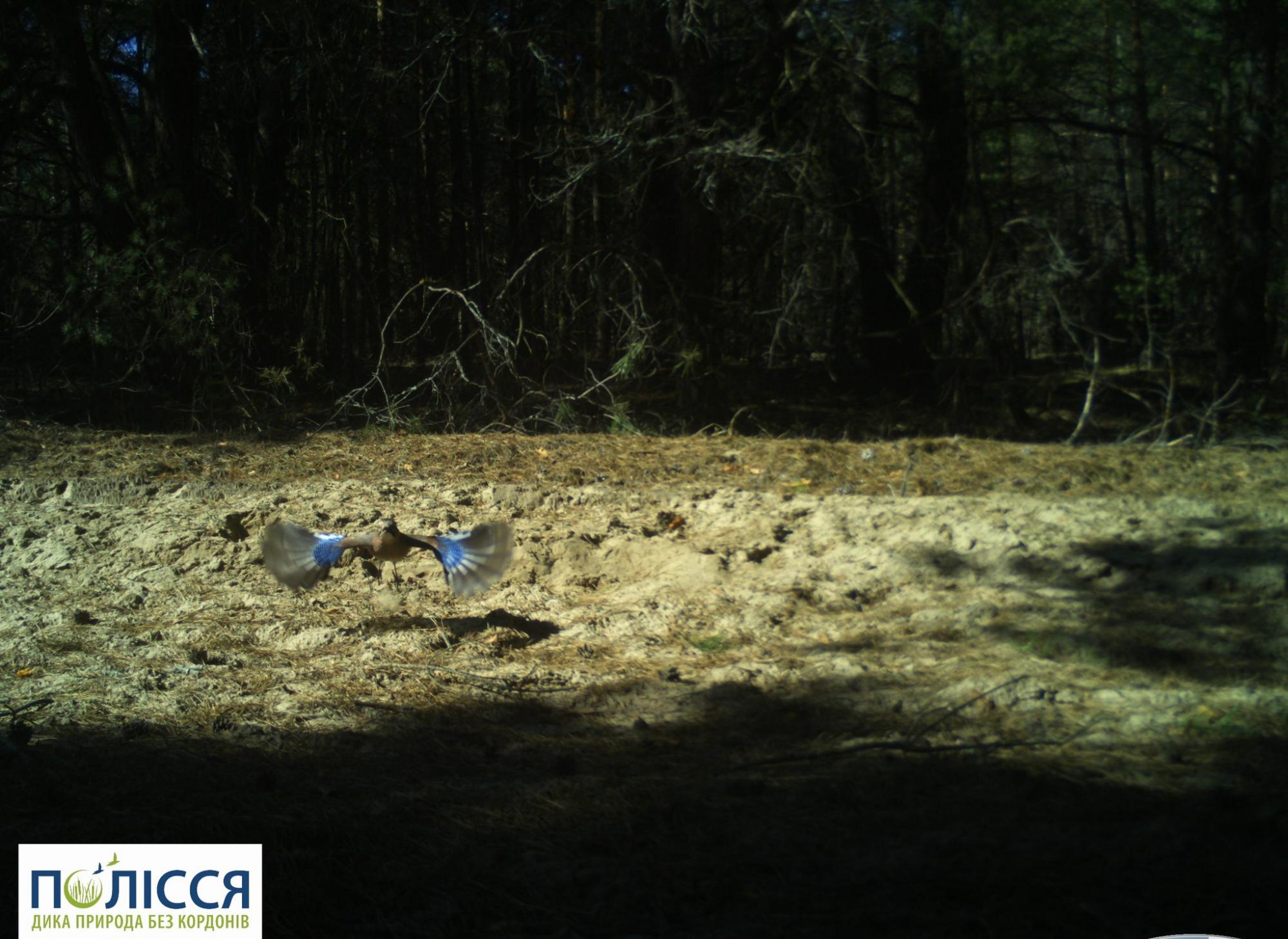 У Чорнобильському заповіднику до об'єктиву потрапив птах, який повторює за людьми слова (фото)