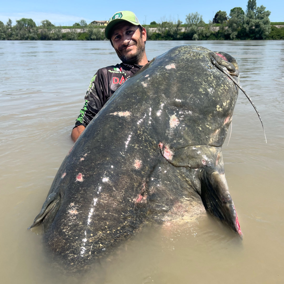 Рыбак поймал 3-метрового сома. Смотрите, как выглядит этот гигант