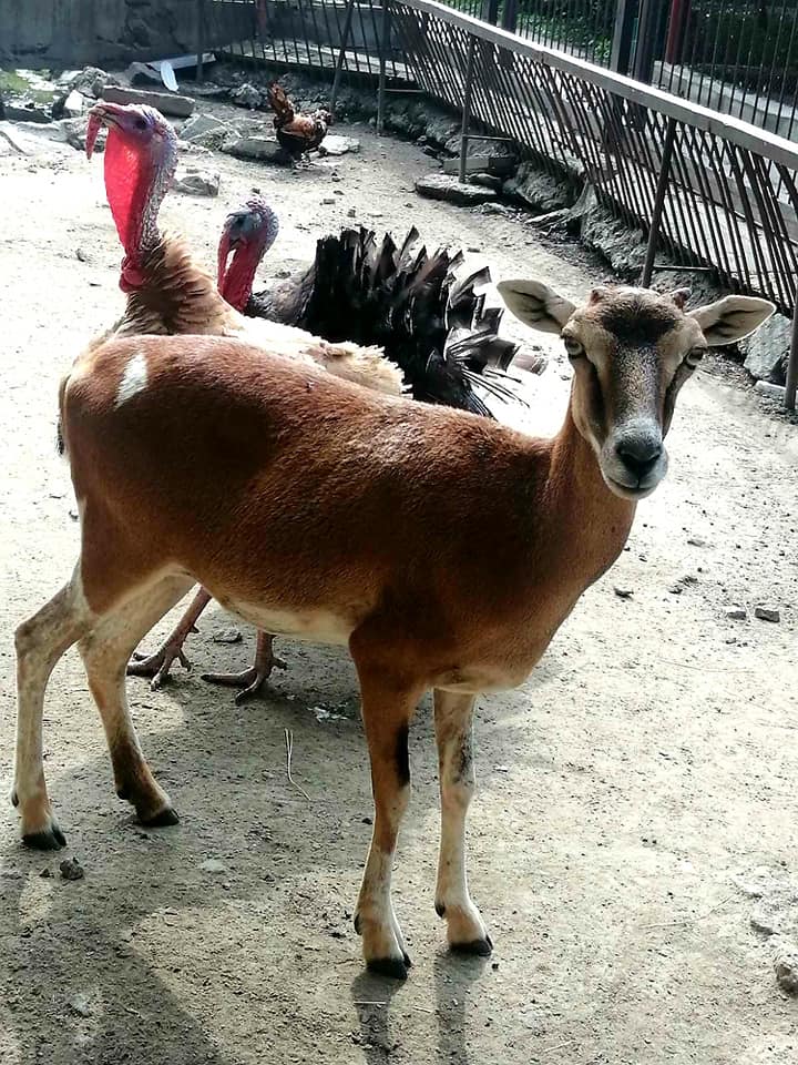 Обезьянки Анфиса и Чарлик, ослик Ося, еноты Мишка, Леля, Динька: в зоопарке под Херсоном погибло более 300 животных