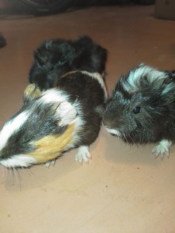 Есть выжившие. Затопленный зоопарк в Новой Каховке просит о помощи