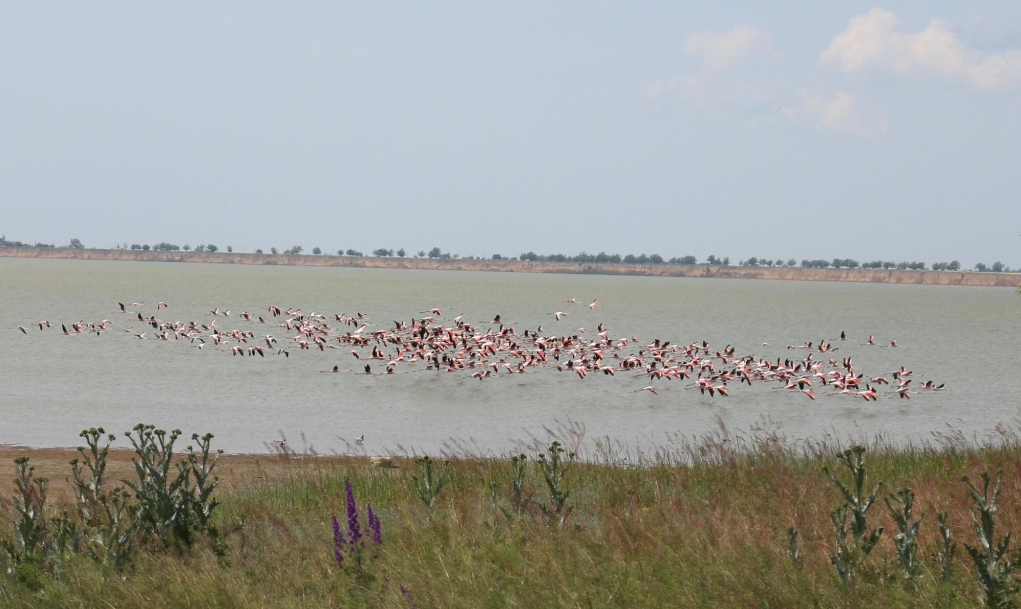 Жгут костры и разрушают гнезда. Отдыхающие отпугивают розовых фламинго под Одессой