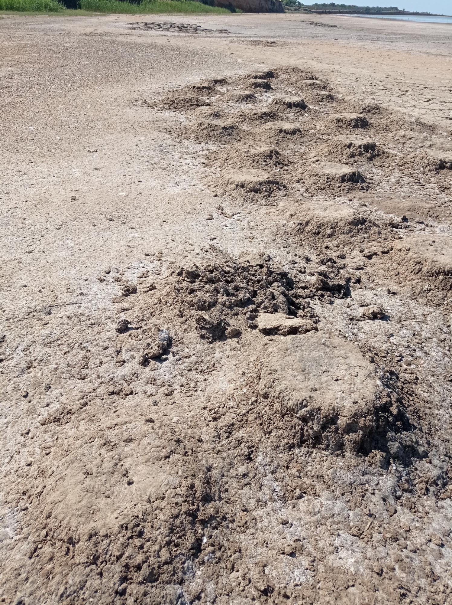 Жгут костры и разрушают гнезда. Отдыхающие отпугивают розовых фламинго под Одессой