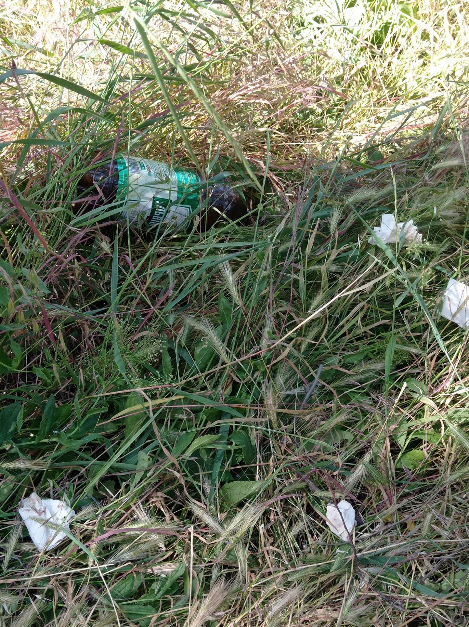 Жгут костры и разрушают гнезда. Отдыхающие отпугивают розовых фламинго под Одессой