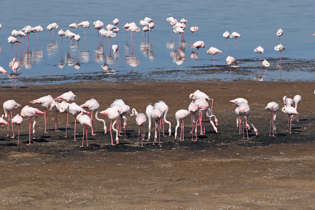 Жгут костры и разрушают гнезда. Отдыхающие отпугивают розовых фламинго под Одессой
