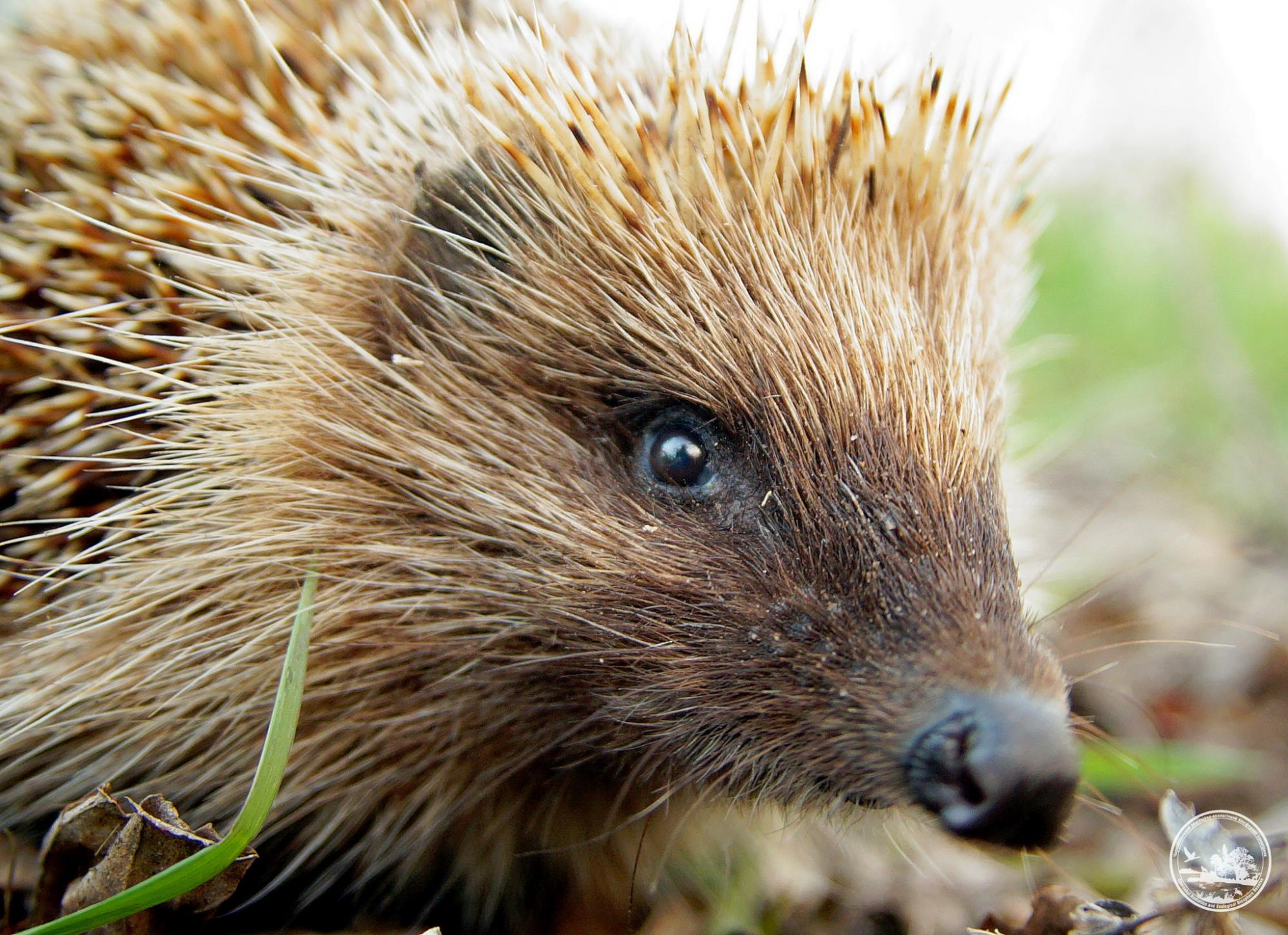 У Чорнобилі показали колючу тварину, яку можна побачити біля будинків людей (фото)