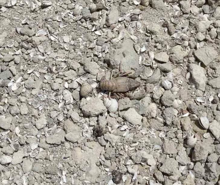 Так умирает природа Каховского водохранилища. В сети показали трагические фото