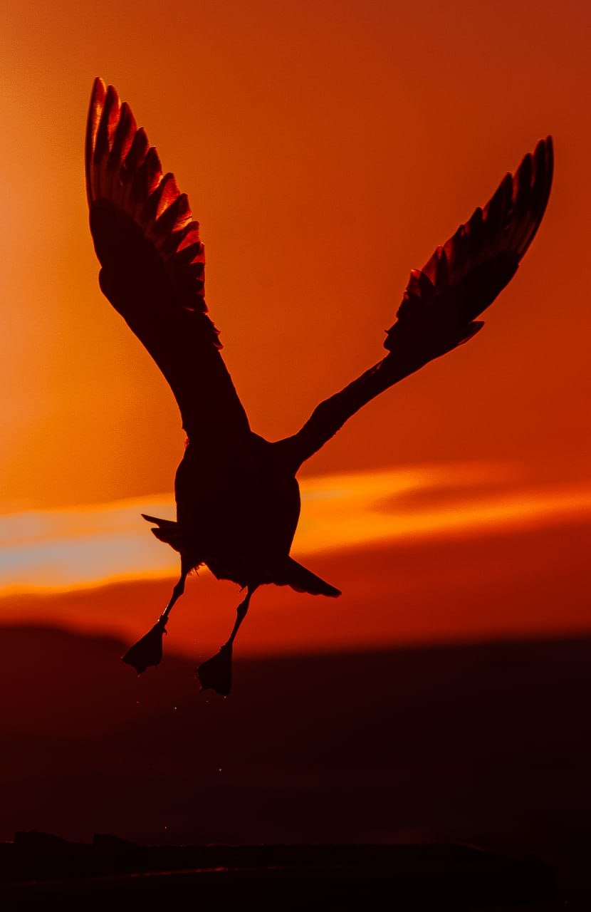 Таких фото Антарктиди ви точно не бачили! І таку листівку можна отримати поштою