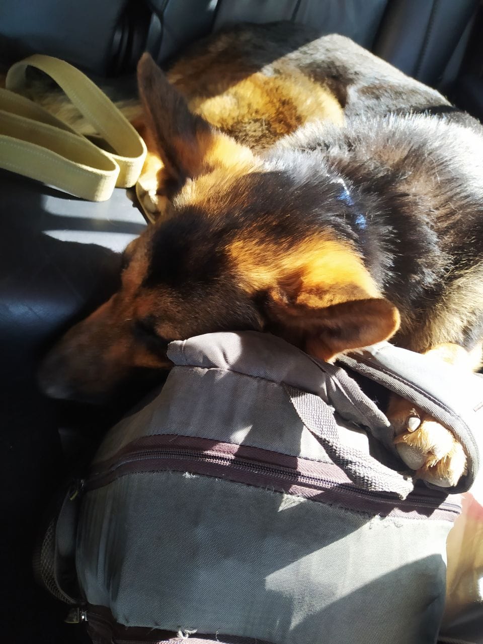 Россияне убили жену и дочь. Житель Херсона с овчаркой три дня шел пешком в Одессу