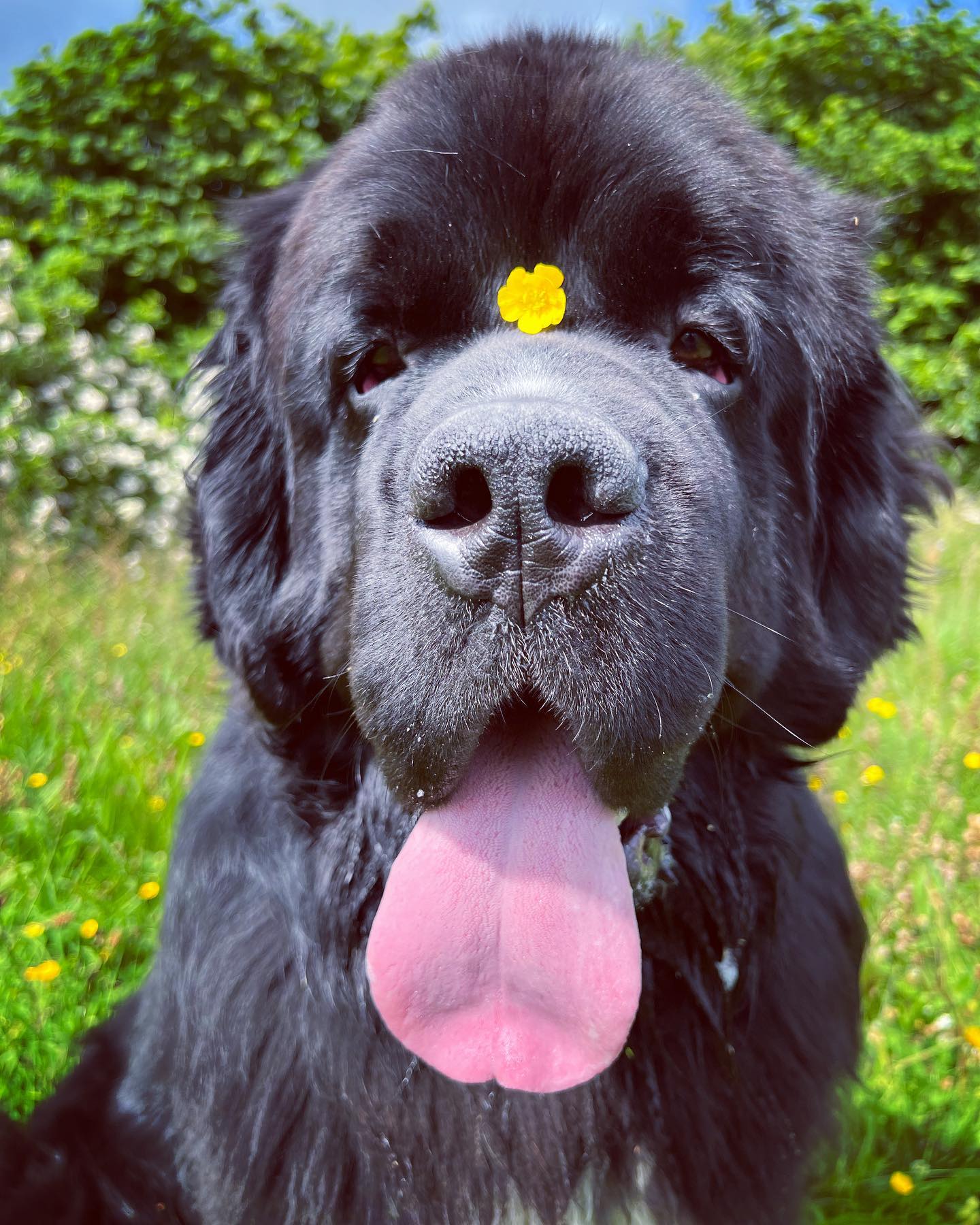 Малыш Шерман стал звездой сети: таких собачек вы точно не видели!