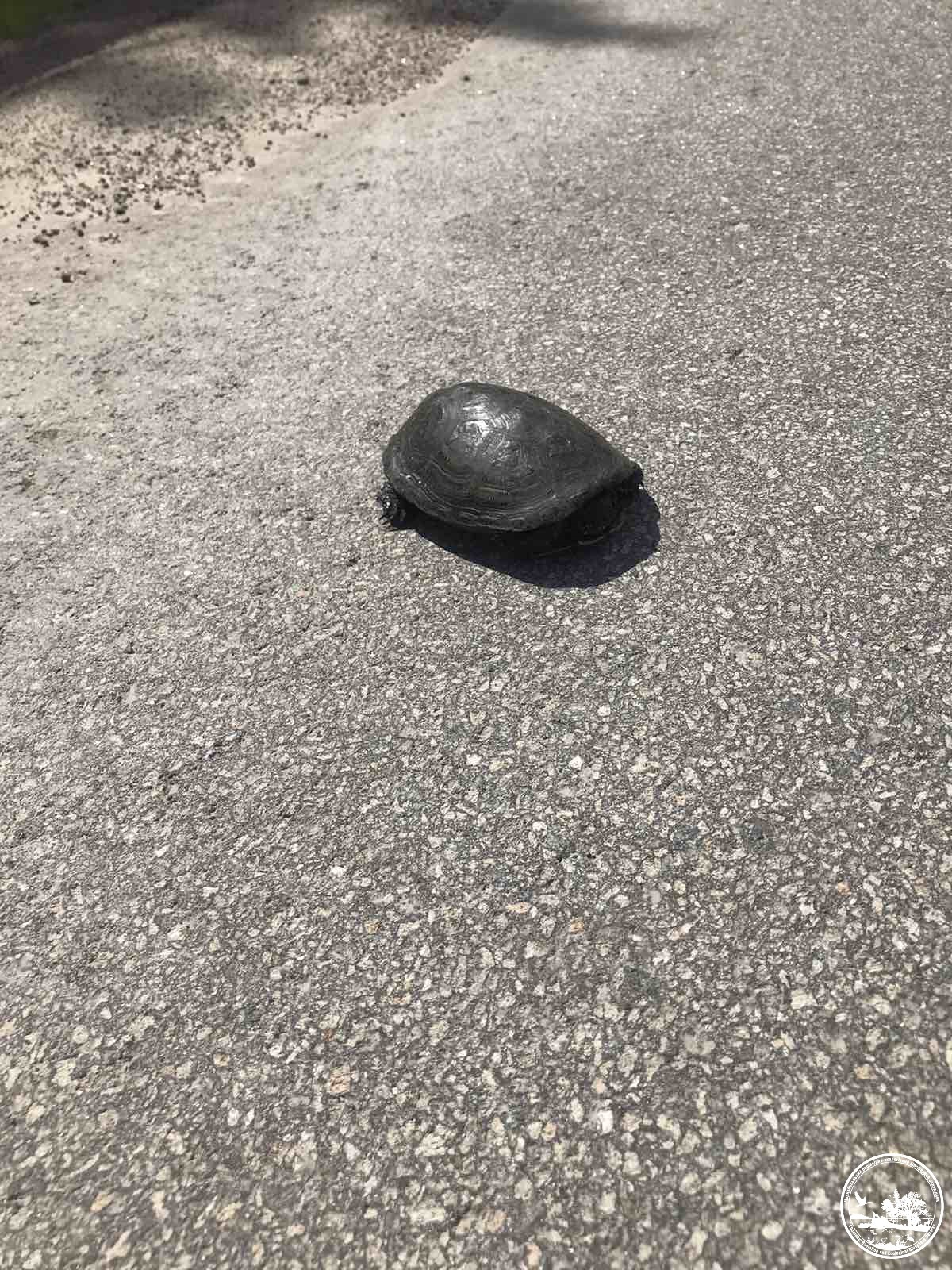 Водителей предупреждают о сезонном явлении на дорогах: чего стоит остерегаться (фото)