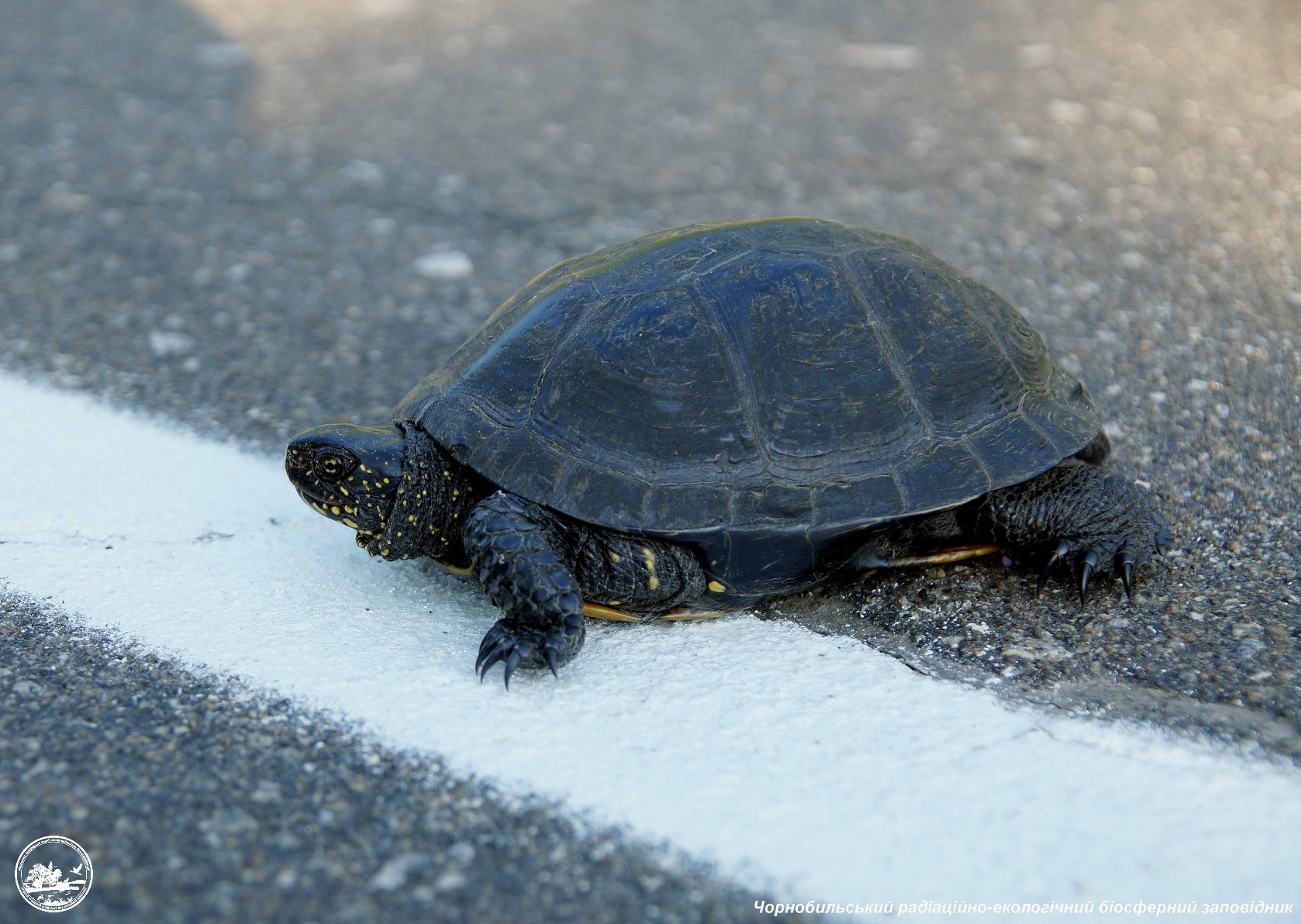 Водителей предупреждают о сезонном явлении на дорогах: чего стоит остерегаться (фото)