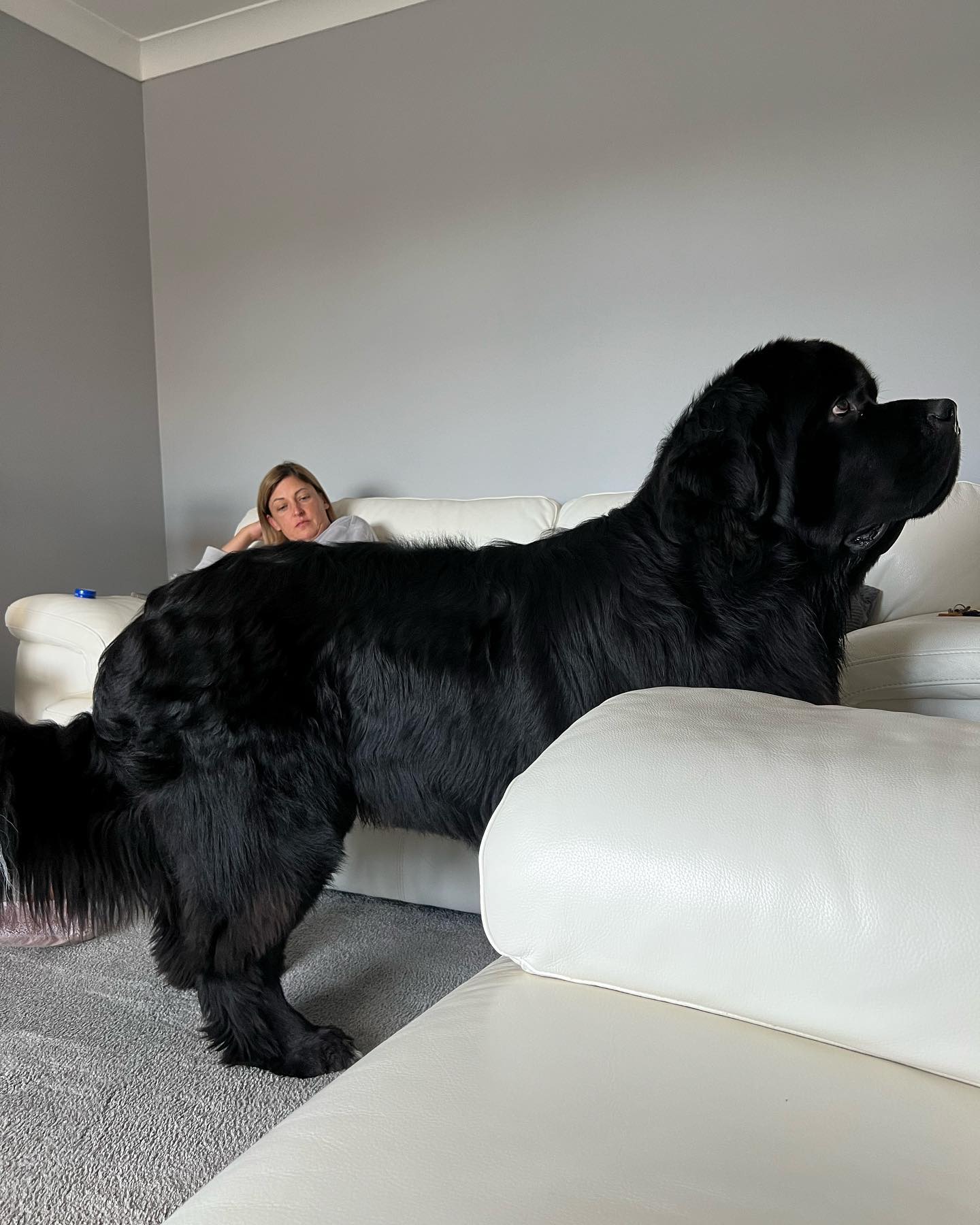 Малыш Шерман стал звездой сети: таких собачек вы точно не видели!