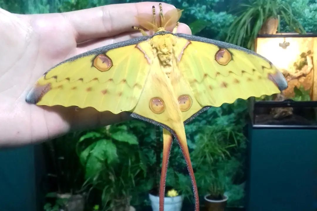 У парку &quot;Тузлівські лимани&quot; показали величезних метеликів: розмах крил до 15 см (фото)