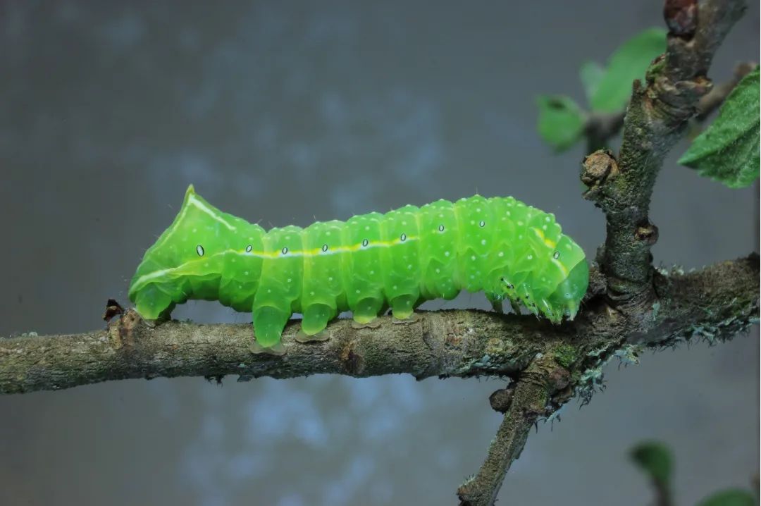 У парку &quot;Тузлівські лимани&quot; показали величезних метеликів: розмах крил до 15 см (фото)