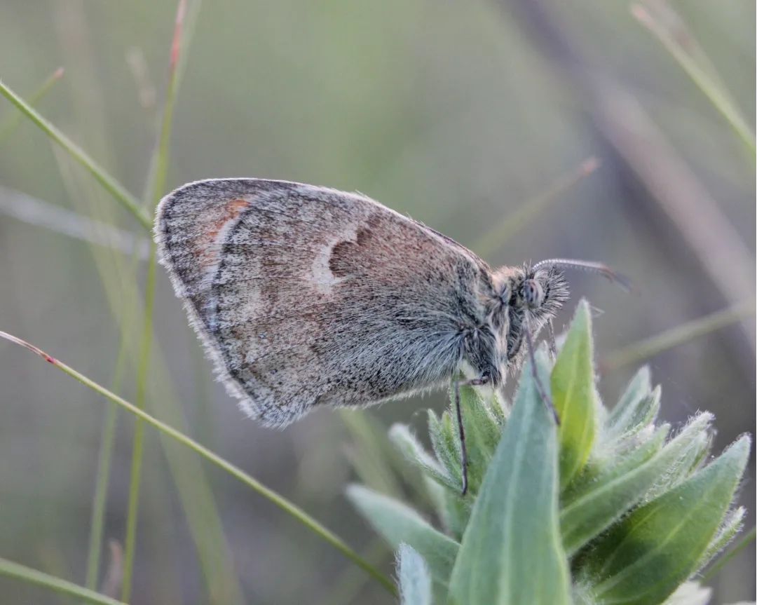 У парку &quot;Тузлівські лимани&quot; показали величезних метеликів: розмах крил до 15 см (фото)