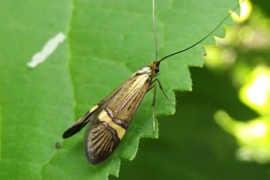 У парку &quot;Тузлівські лимани&quot; показали величезних метеликів: розмах крил до 15 см (фото)