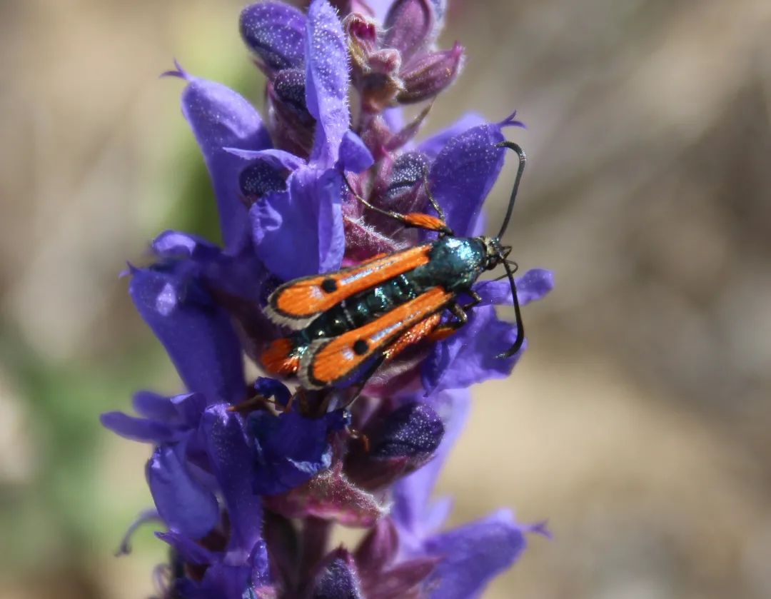 У парку &quot;Тузлівські лимани&quot; показали величезних метеликів: розмах крил до 15 см (фото)