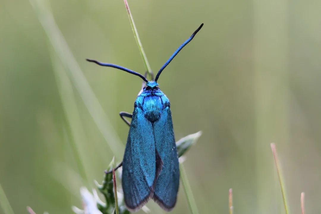 У парку &quot;Тузлівські лимани&quot; показали величезних метеликів: розмах крил до 15 см (фото)