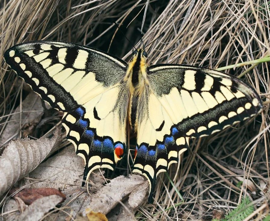У парку &quot;Тузловські лимани&quot; показали величезних метеликів: розмах крил до 15 см (фото)
