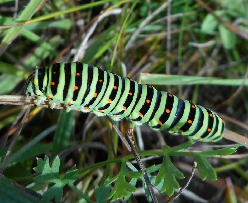 У парку &quot;Тузлівські лимани&quot; показали величезних метеликів: розмах крил до 15 см (фото)