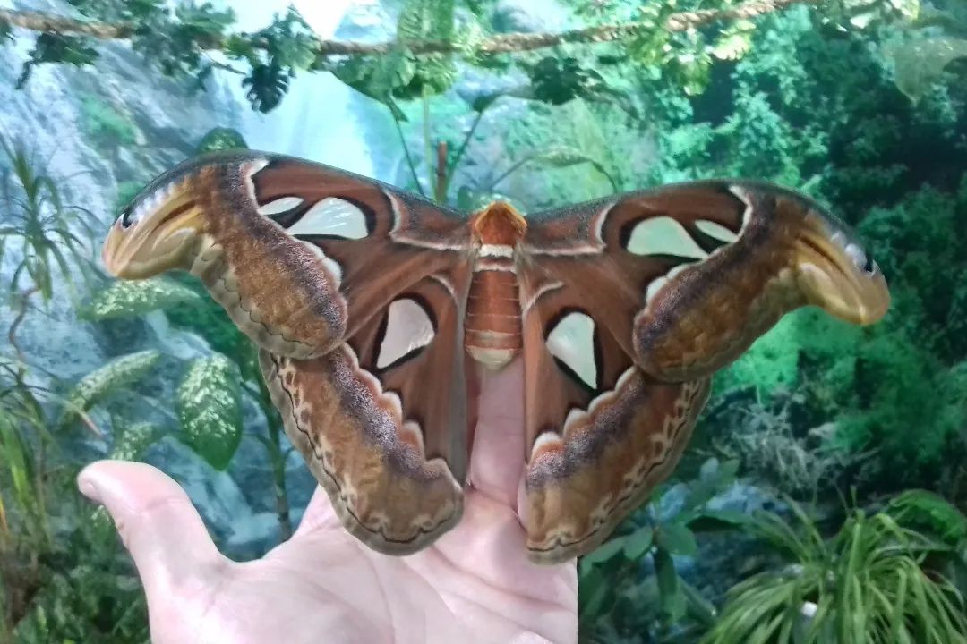 У парку &quot;Тузлівські лимани&quot; показали величезних метеликів: розмах крил до 15 см (фото)