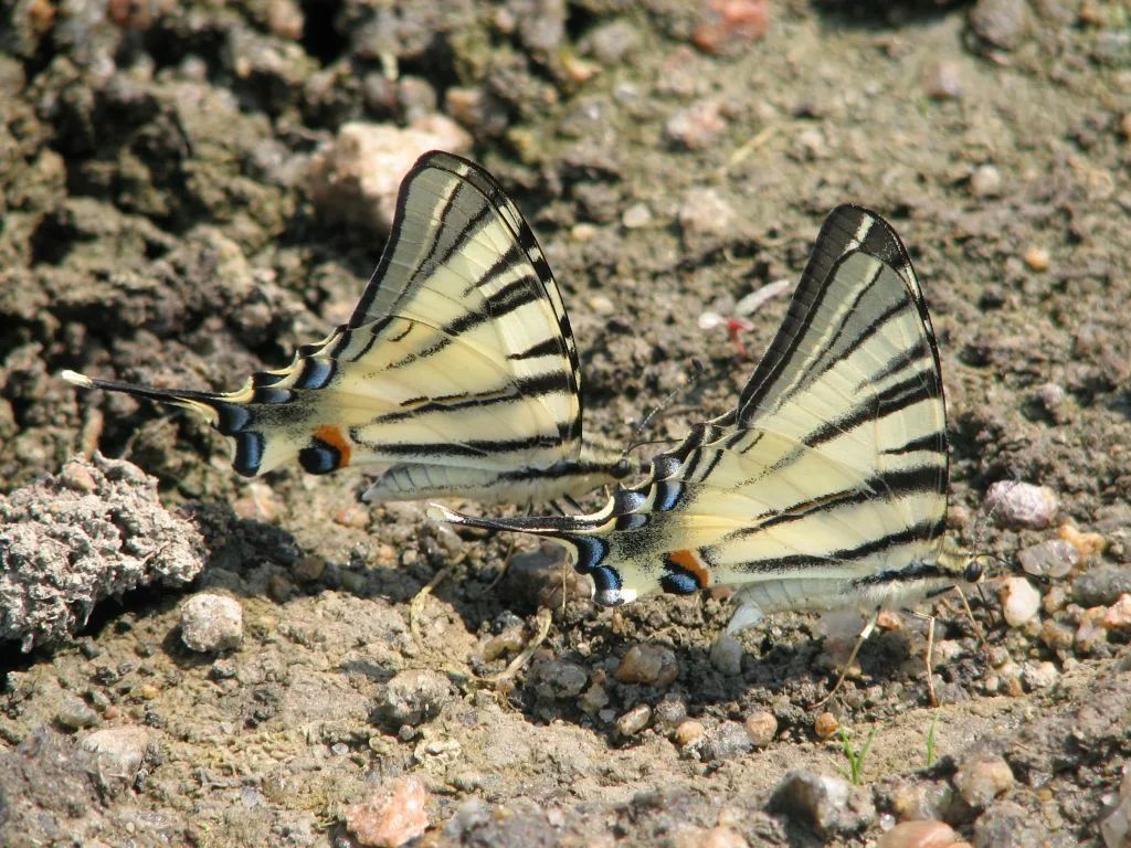 У парку &quot;Тузлівські лимани&quot; показали величезних метеликів: розмах крил до 15 см (фото)