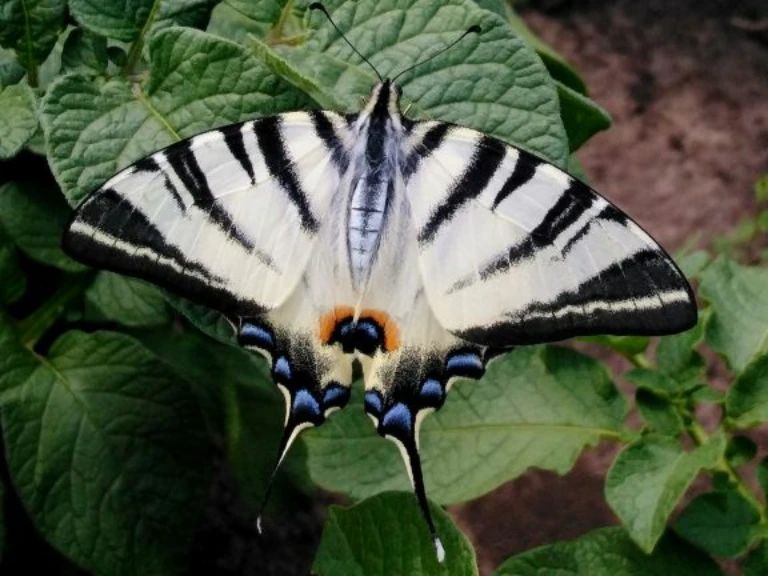 У парку &quot;Тузлівські лимани&quot; показали величезних метеликів: розмах крил до 15 см (фото)