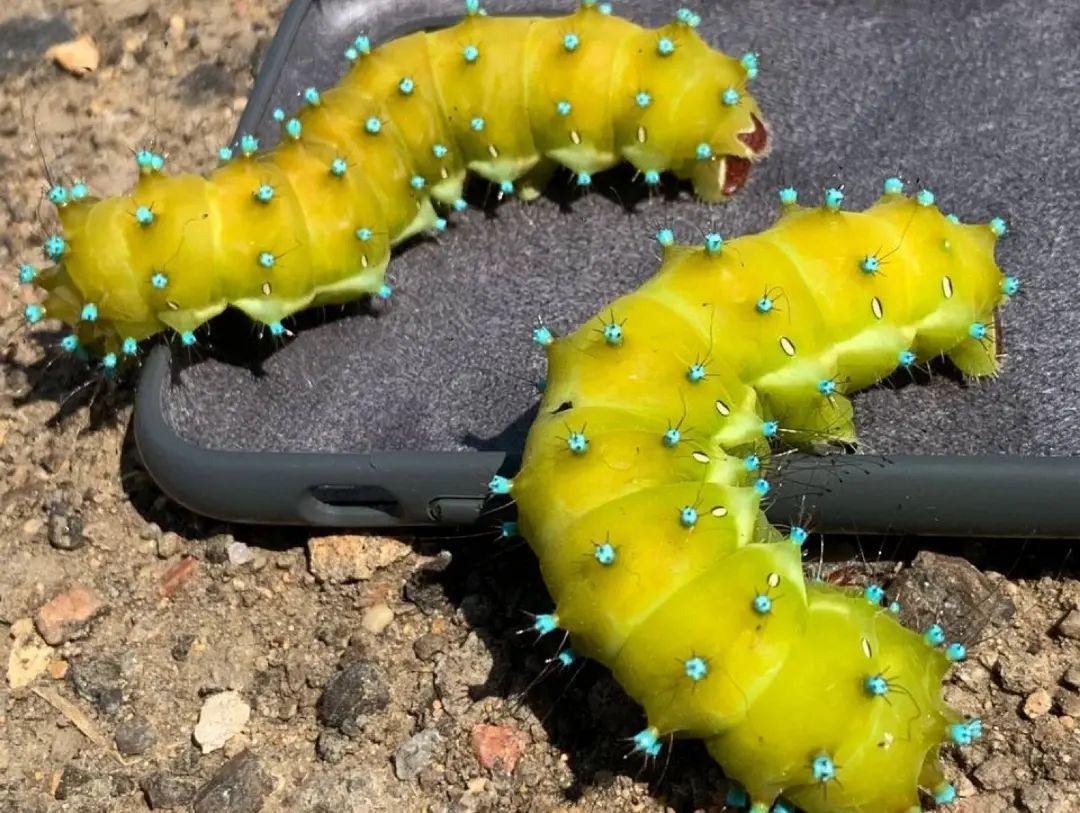 У парку &quot;Тузлівські лимани&quot; показали величезних метеликів: розмах крил до 15 см (фото)