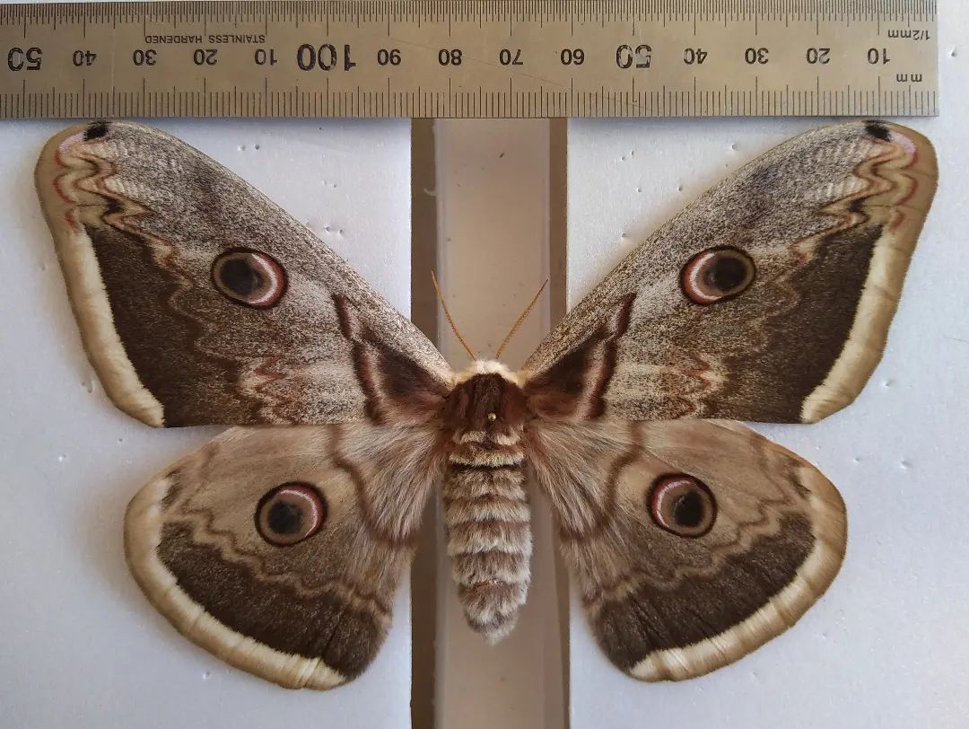 У парку &quot;Тузловські лимани&quot; показали величезних метеликів: розмах крил до 15 см (фото)