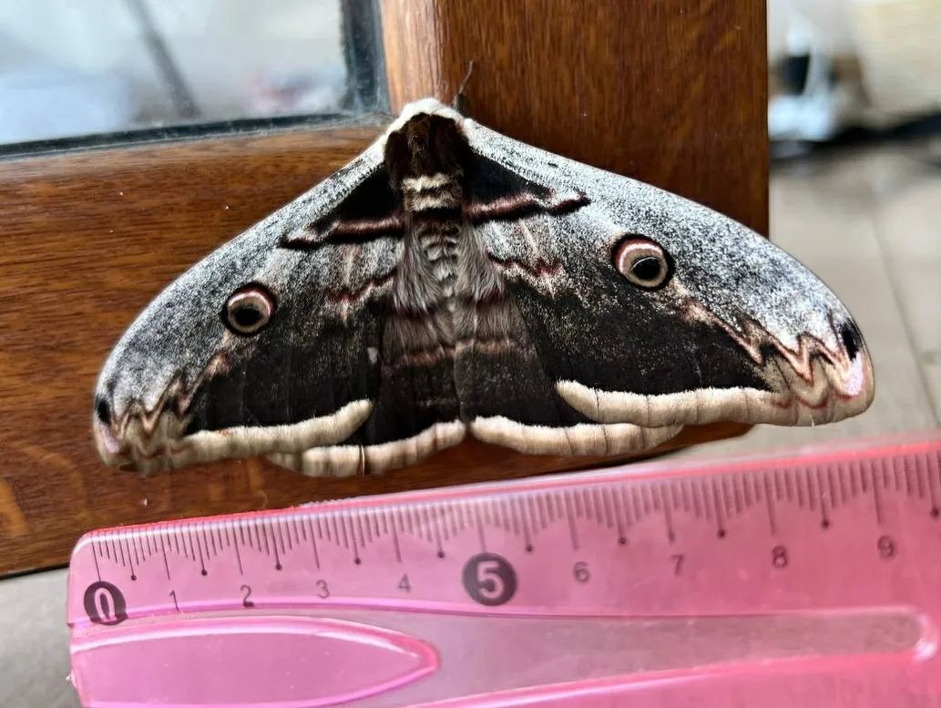 У парку &quot;Тузлівські лимани&quot; показали величезних метеликів: розмах крил до 15 см (фото)