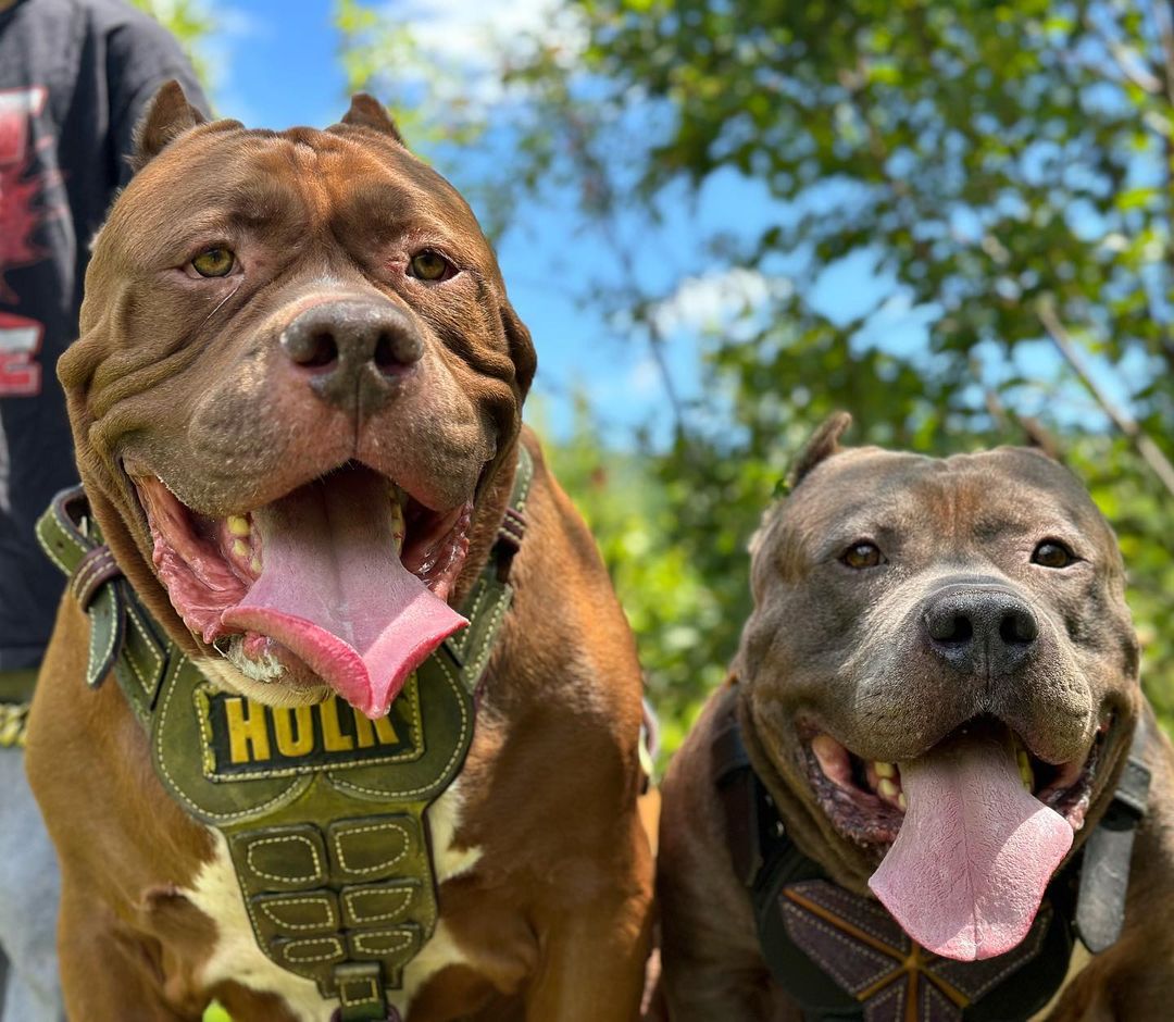 Ось як виглядає найбільший пітбуль у світі вагою 80 кг (фото)