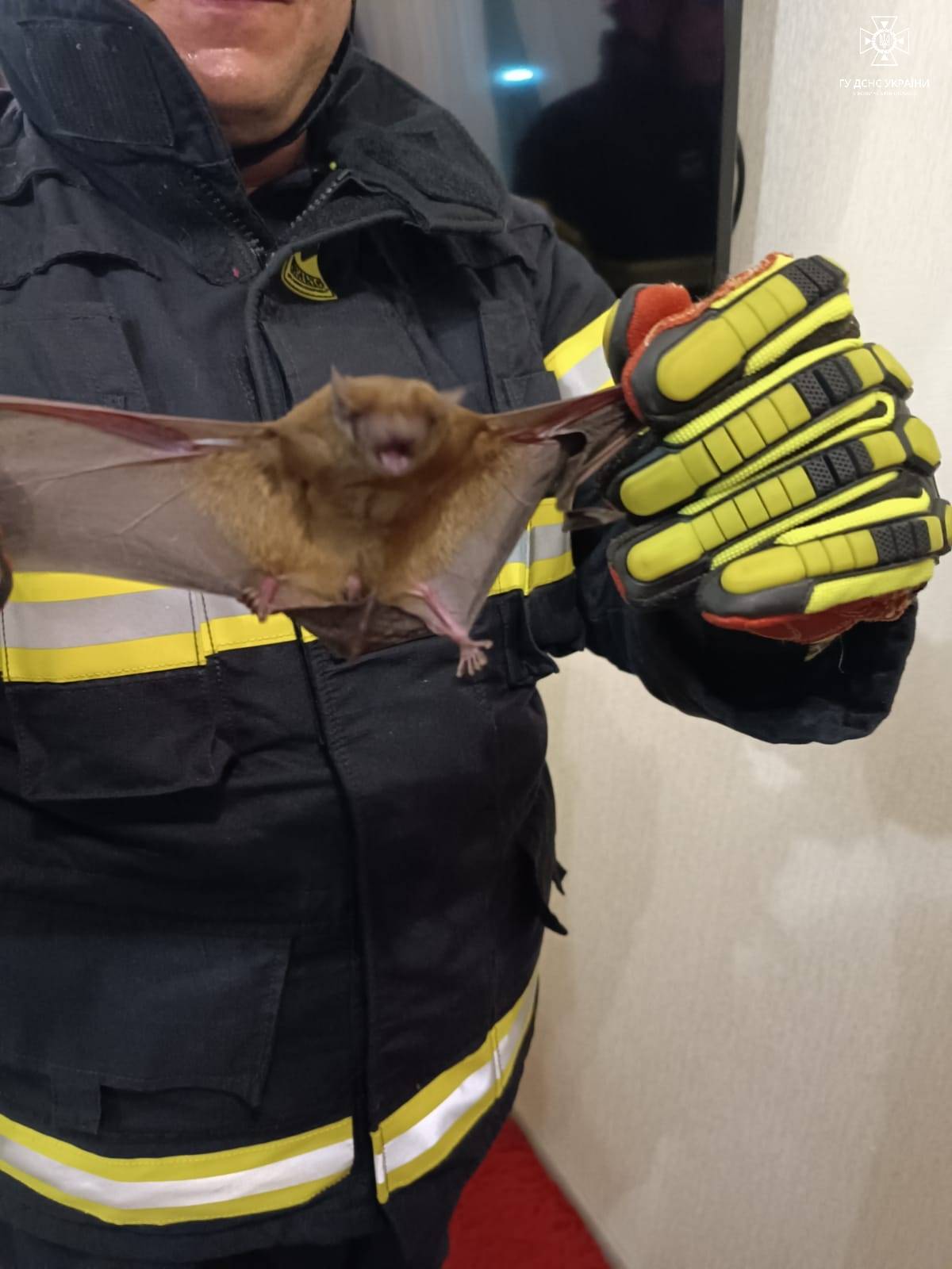 В Луцке в квартире "поселилось" 30 необычных животных, пока владельцев не было дома