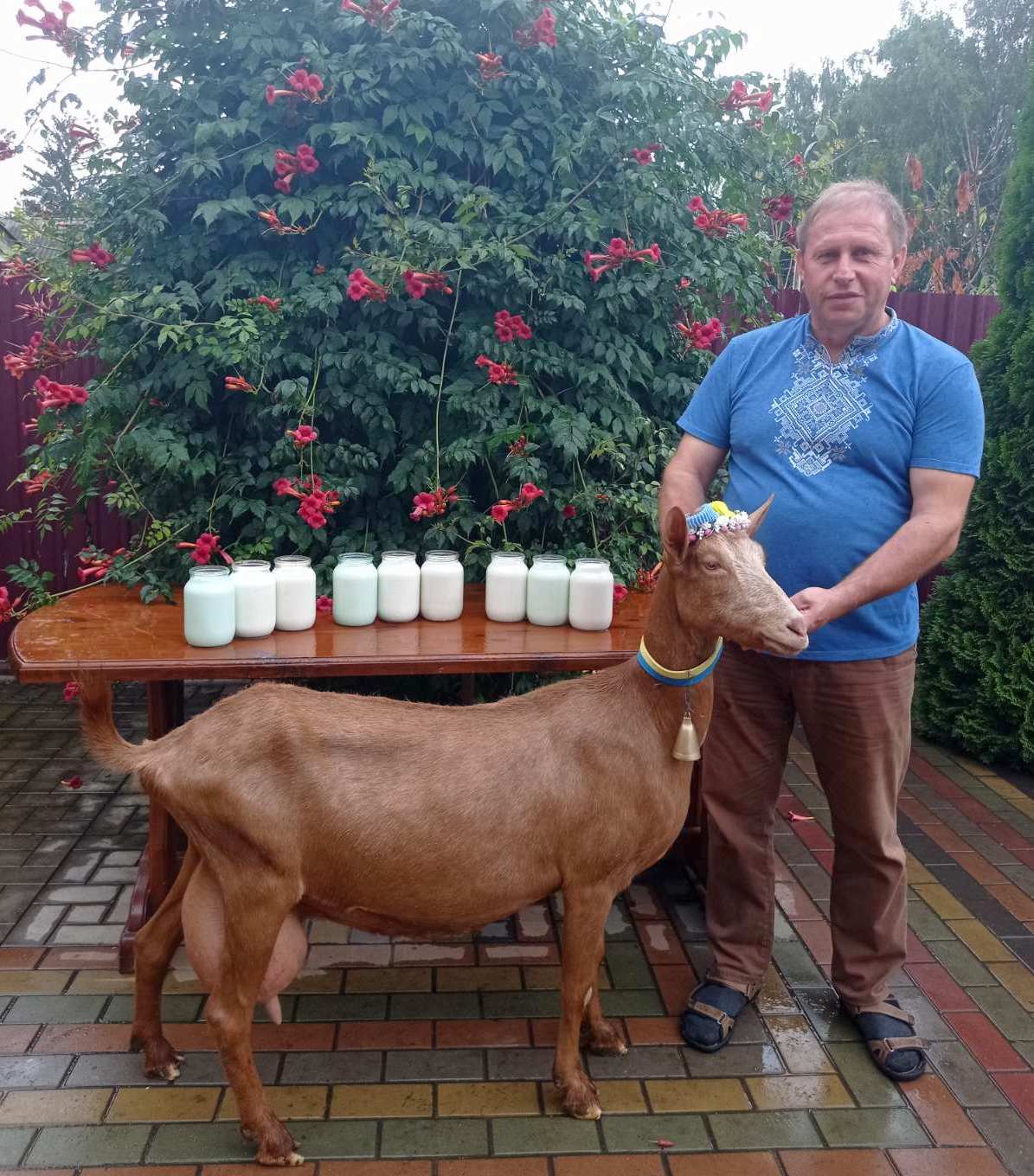 Алиса - большая гордость. В Украине живет коза, поставившая уникальный рекорд