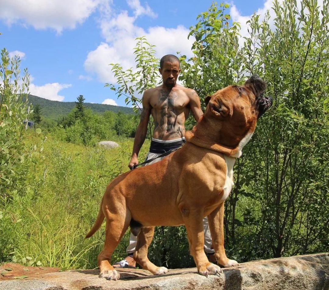Ось як виглядає найбільший пітбуль у світі вагою 80 кг (фото)