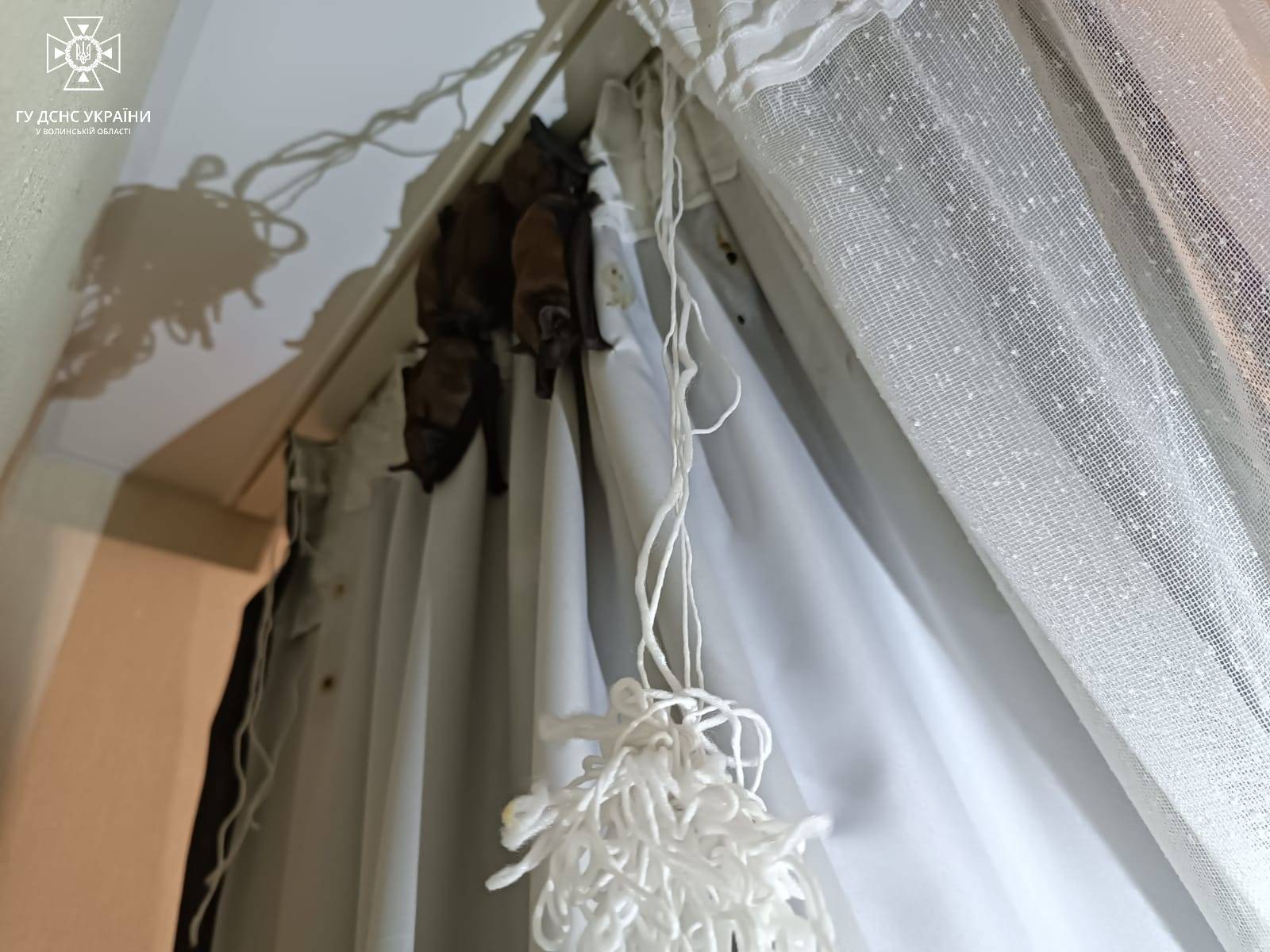 В Луцке в квартире "поселилось" 30 необычных животных, пока владельцев не было дома