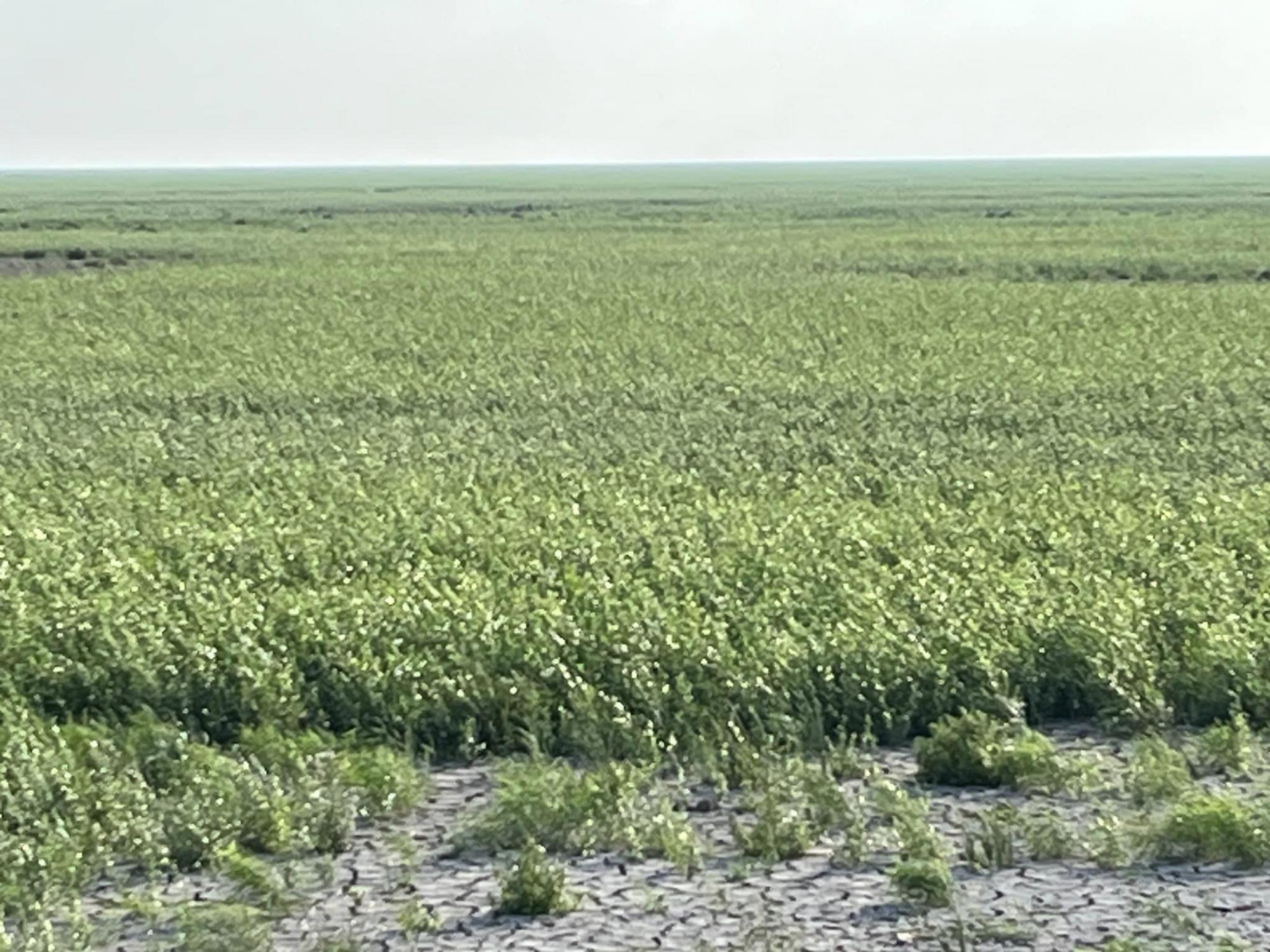 Зеленое бескрайнее &quot;поле&quot;. Смотрите, как сейчас выглядит Каховское водохранилище (фото и видео)