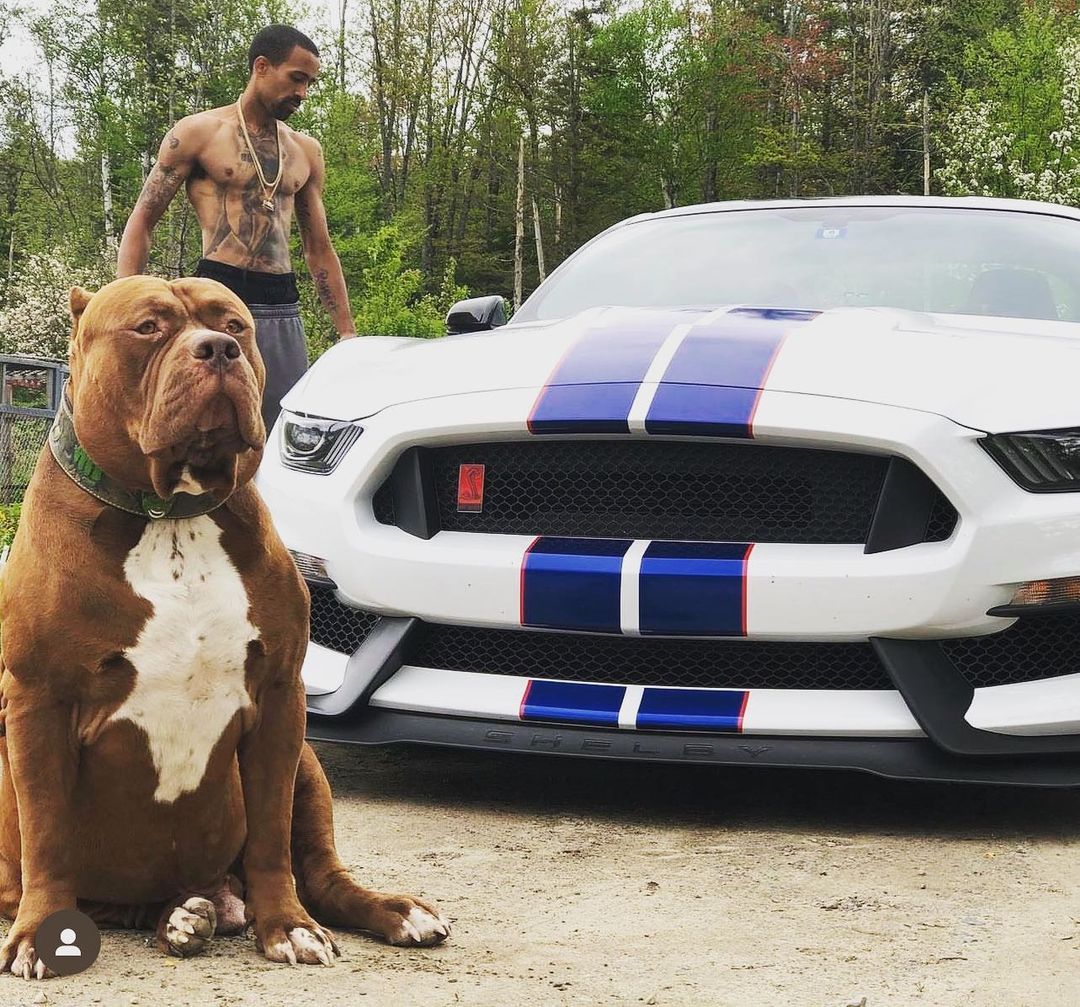 Ось як виглядає найбільший пітбуль у світі вагою 80 кг (фото)