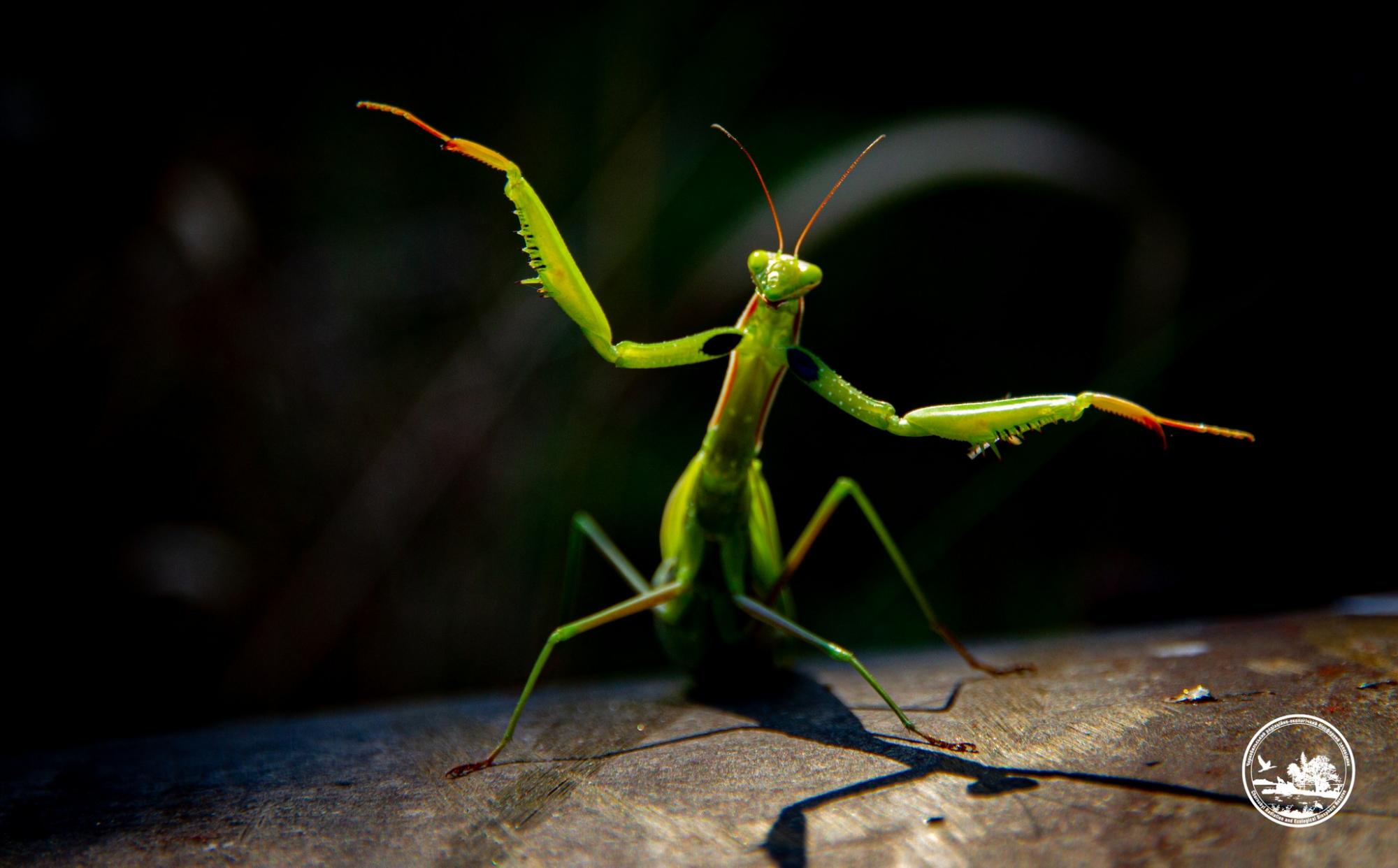 У Чорнобилі показали величезну, хижу комаху, яка може знищувати бджіл (фото)
