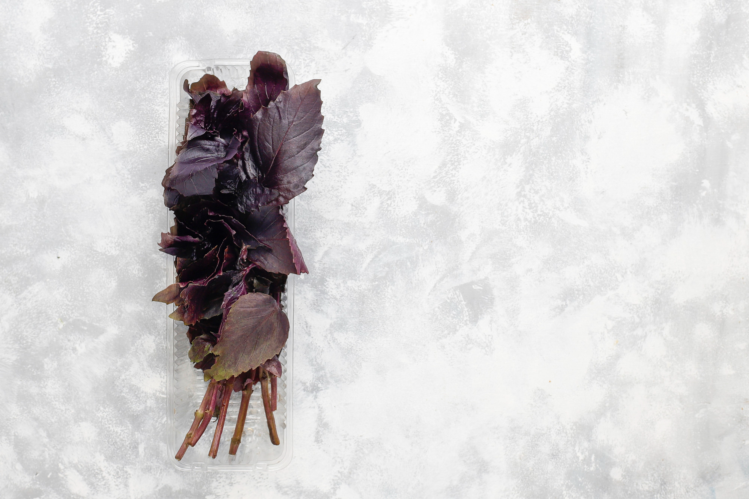 Если нет огорода: как вырастить базилик дома