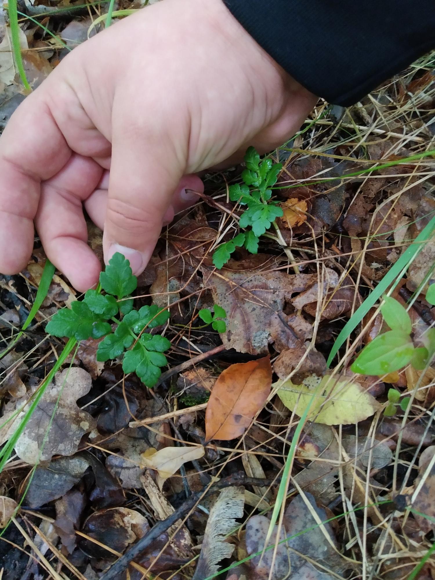 На Трухановом острове нашли самое редкое растение Киева, которому миллионы лет (фото)