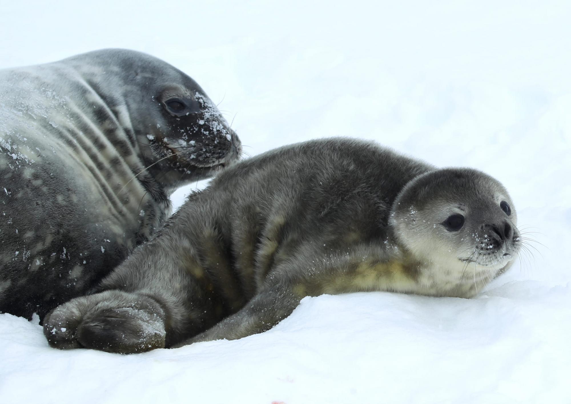 Украинские полярники очаровали фотографией тюленя, который первый родился в этом году