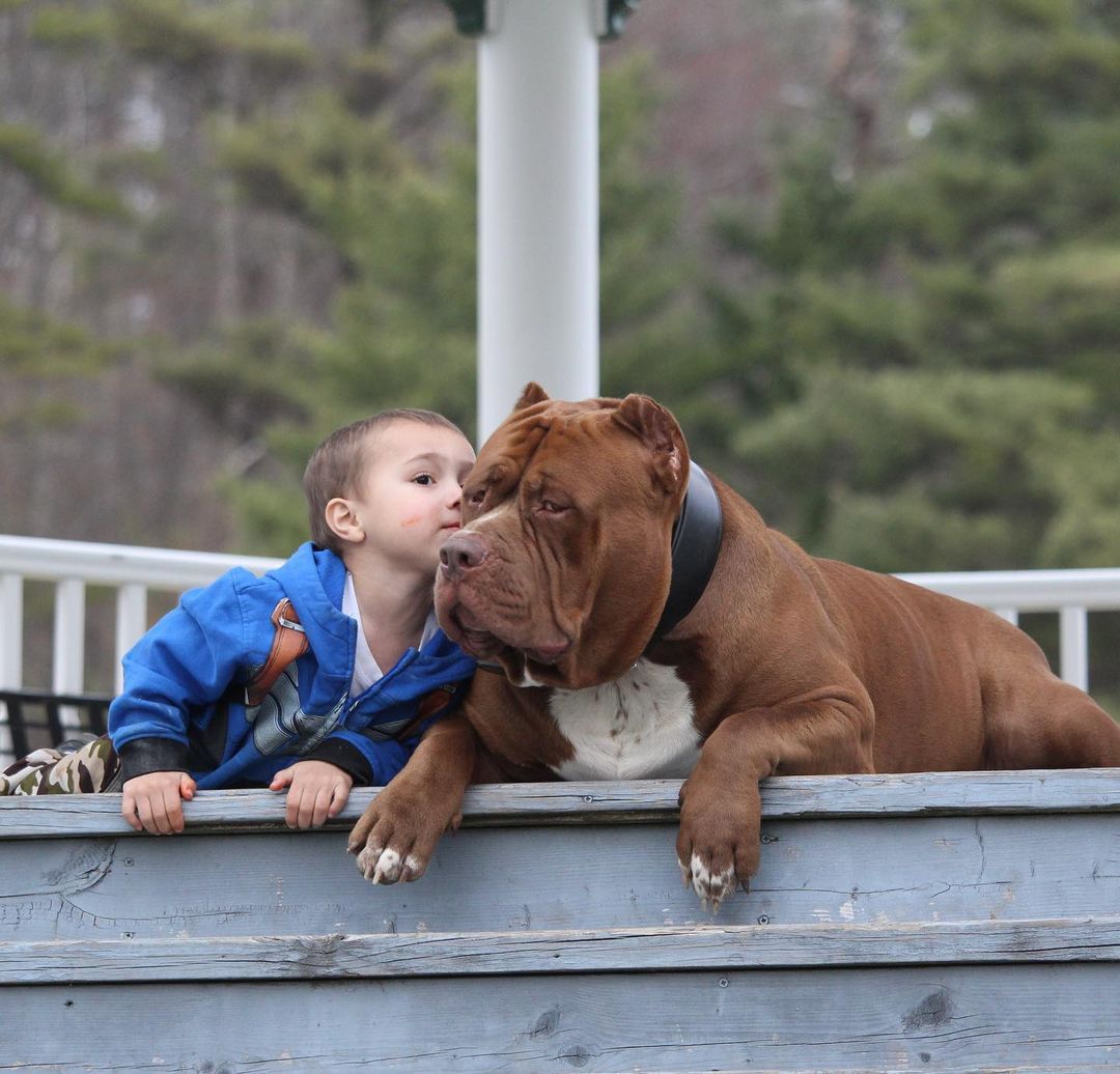 Ось як виглядає найбільший пітбуль у світі вагою 80 кг (фото)