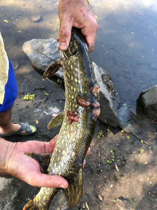 Українка похвалилася уловом, але всі забили на сполох: "Закопайте щуку негайно!"