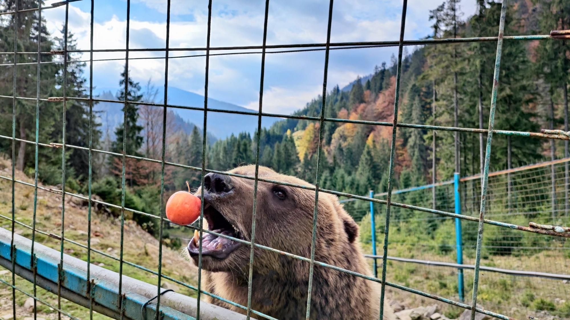 Осінь у Карпатах. Ідеальний дводенний маршрут для мандрівки у міжсезоння