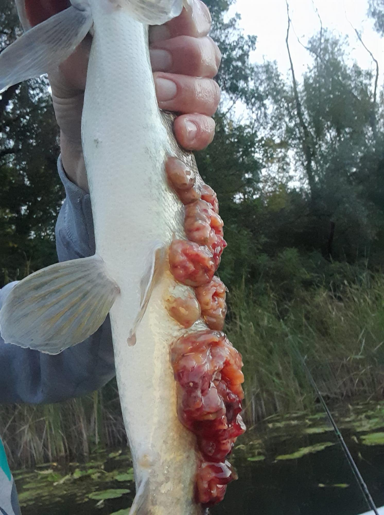 Українка похвалилася уловом, але всі забили на сполох: "Закопайте щуку негайно!"