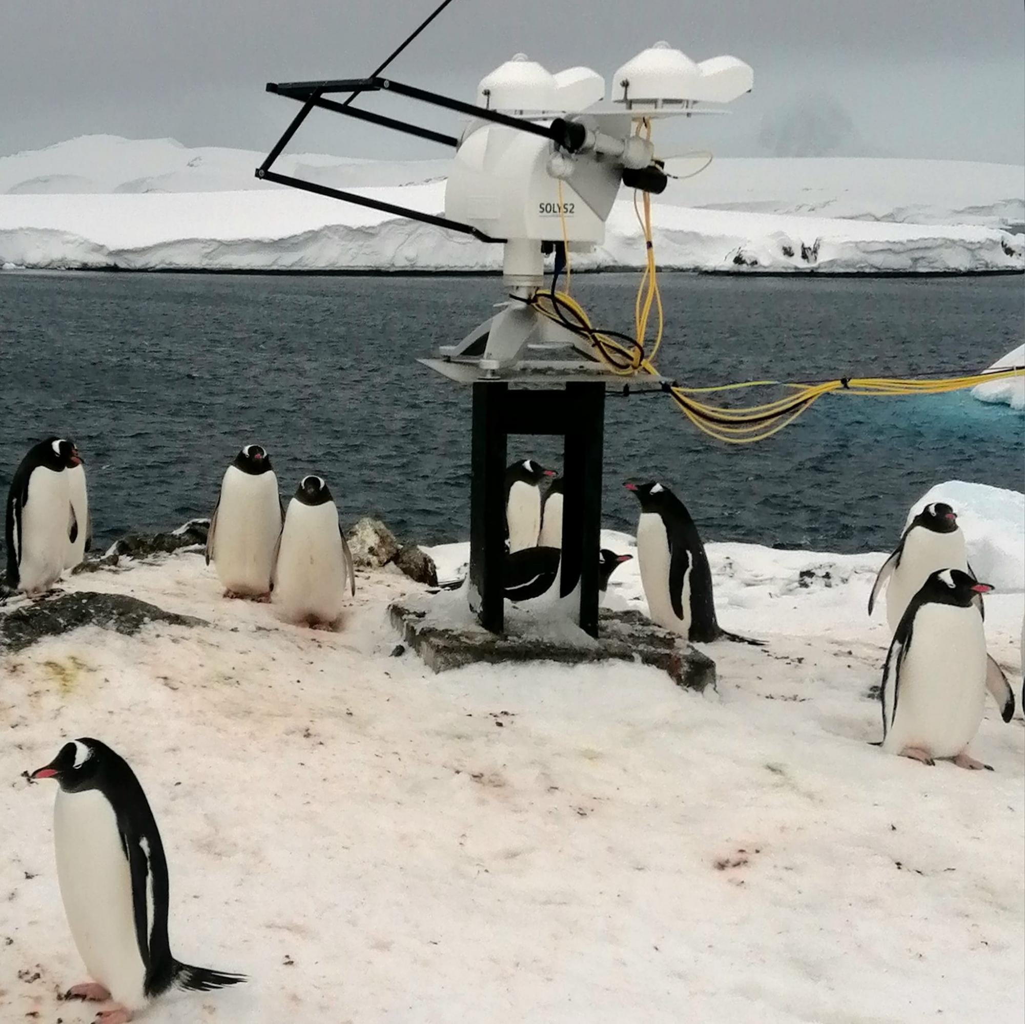 Пингвины "оккупировали" станцию Академик Вернадский: у птиц стартовал брачный сезон (фото)