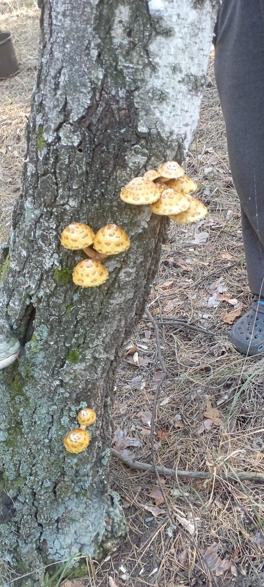 &quot;Что за чудо?&quot; Украинка нашла малоизвестный съедобный гриб (фото)