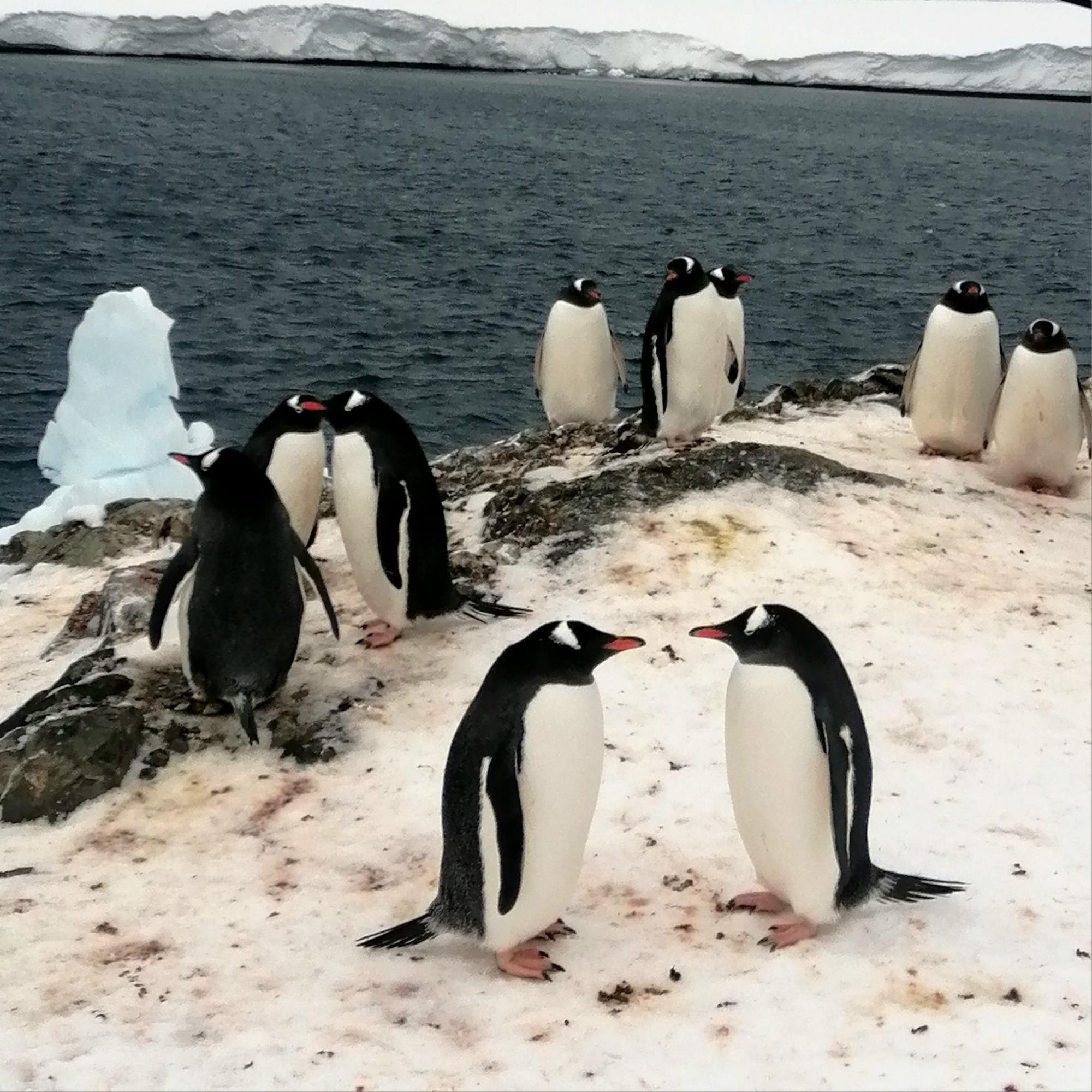 Пингвины "оккупировали" станцию Академик Вернадский: у птиц стартовал брачный сезон (фото)